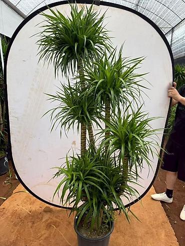 Драцена (вероятно Dracaena reflexa/деревце с несколькими стволами) в lalafo.kg да Драцена (вероятно Dracaena reflexa/деревце с несколькими стволами) в