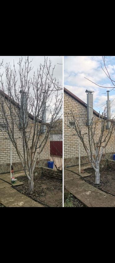 Другие услуги: Обрезка изгороди хвойных деревьев плодовых деревьев Весной Обработка — 5