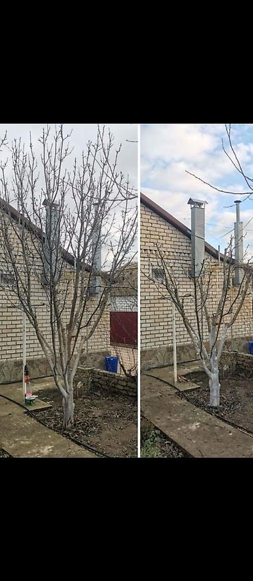 Другие услуги: Обрезка плодовых деревьев Зимняя-Весенняя обрезка сада Садовник, так — 9
