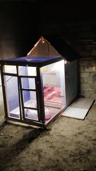 Собаки: Sifarisle hazirlanır Məhsul: İşıqlı toyuq/quş damı (mini toyuq evi)