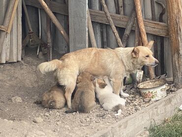 куплю щенка джек рассел терьера: Отдам в добрые руки которые нуждаются в щенках дворняшки. Щенки: 3