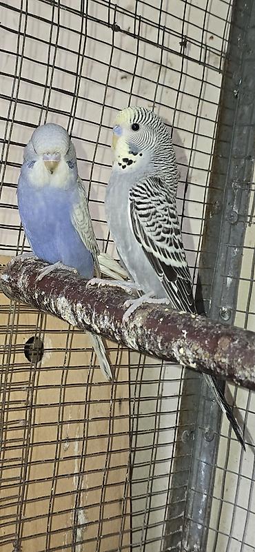 🐦 ВОЛНИСТЫЕ ПОПУГАИ РАЗНЫХ ПОРОД И ОКРАСОВ! 🌈 Предлагаю большой выбор