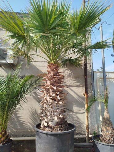 Другие растения: Washingtonia robusta tipli böyük palma ağacı – qara plastik vedrədə