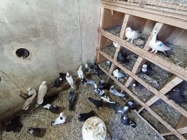 İtlər: Gördüyünüz göyərçinlər satılır paqonlu çil başlar coxsu satılır