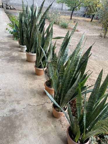 садовая мебель бишкек: Другие товары для дома и сада