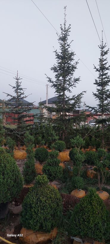 Декоративные деревья: Саженцы деревьев: Ели, Платная доставка — 2