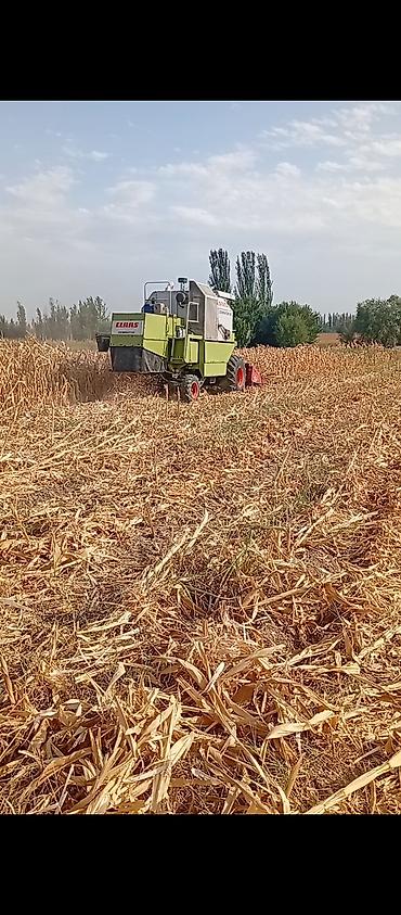 водный транспорт: Комбайн CLAAS Dominator с кукурузной жаткой - Марка/модель: CLAAS — 3