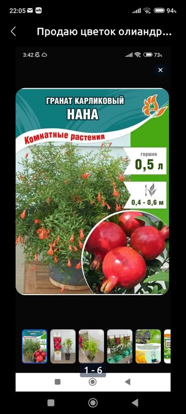 Другие комнатные растения: Продаю комнатный гранат куст большой 800