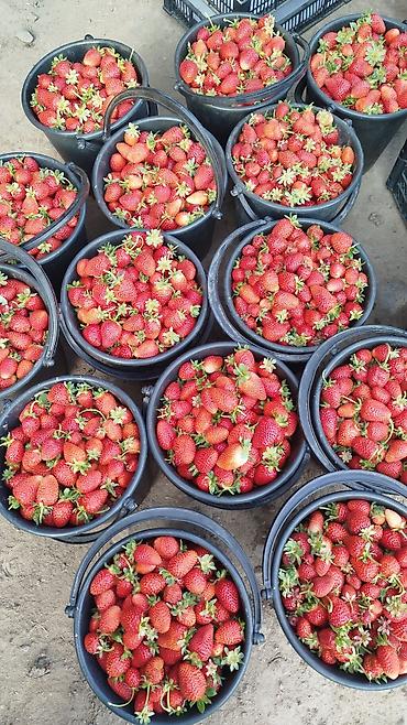 Помидоры: Помидоры Сливки — 15