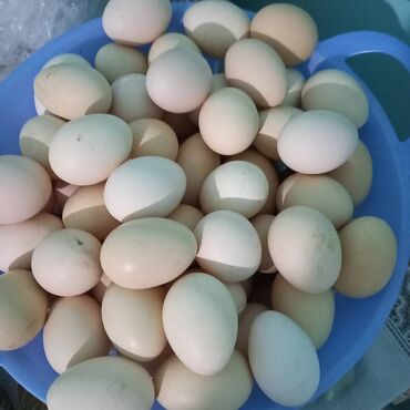 mayalı yumurtalar: Kent yumurtasi agcabedide yerlewir bakiya yollamaq olur minumum