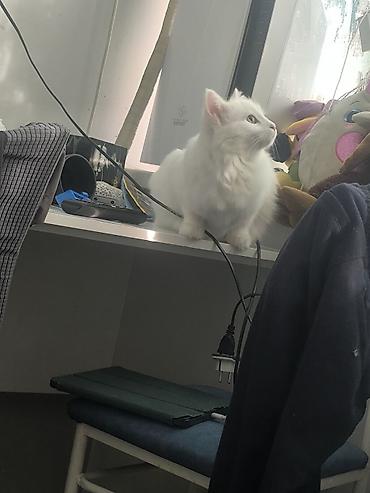 Продажа кошек: Белоснежная пушистая кошка с длинной шелковистой шерстью и густым — 5