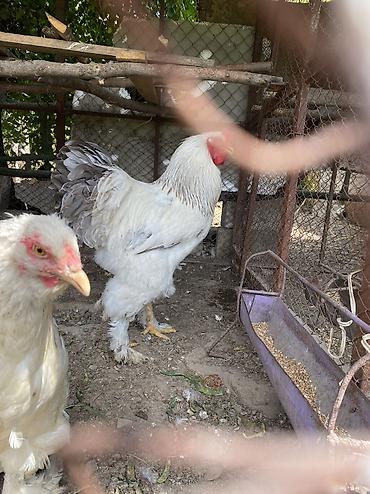 живой фарель: Продаю 2 петуха 1 кур — 1