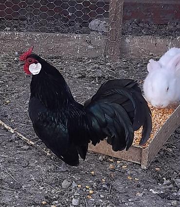 Птицы: Продам карликовых кур бемтамок, Китайский шелк: петушки и курочки — 5
