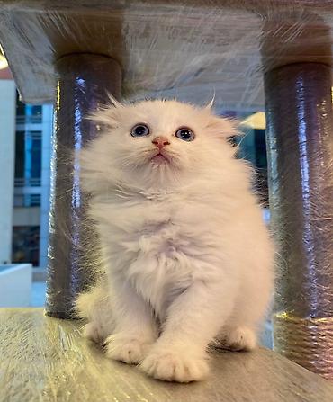 Pişiklər: Britan, Erkək, Dişi, Yaxşı əllərə, Ünvandan götürmə, Pulsuz çatdırılma, Ödənişli çatdırılma — 22