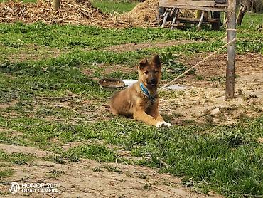 Продажа собак: Овчарка, 5 месяцев, Самка — 9