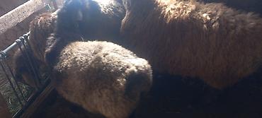 Баран, овца: Продаю | Овца (самка) | Для разведения — 7