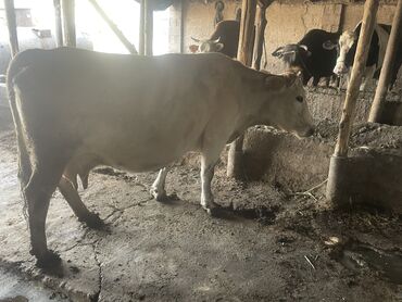 Животные: Продаю | Корова (самка) | Для молока | Стельные