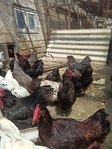 satılan atlar: Toyuq, Australorp, Damazlıq, Ödənişli çatdırılma, Ünvandan götürmə — 4