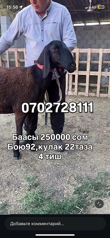 обмен на жеребец: Продаю | Овца (самка) | Для разведения | Племенные — 2