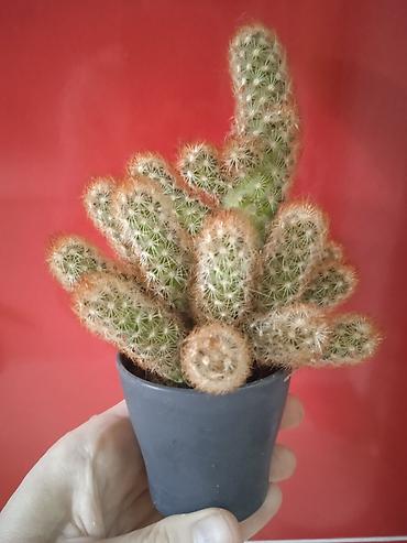 Otaq bitkiləri: Сциндапсус N-Joy — 20