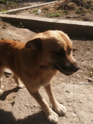 шины даром: Отдам в добрые руки собаку
мальчик 5 лет
Район ТЭЦ Бишкек