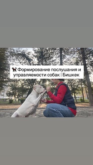 кане корс: Формирование послушания и управляемости собак | Бишкек — 1