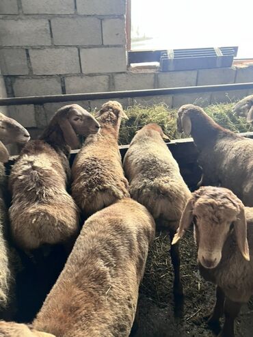 Бараны, овцы: Продаю | Баран (самец) | Эдильбаевская | Для разведения — 6