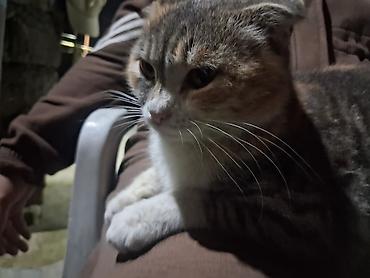 ev pişiyi: Şotland qıvrımqulaq (Scottish Fold) pişiyi - Cins: Scottish Fold — 4