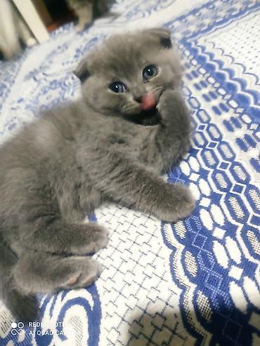 cat ruletka: Şotland, Erkək, Dişi, Ödənişli çatdırılma — 1