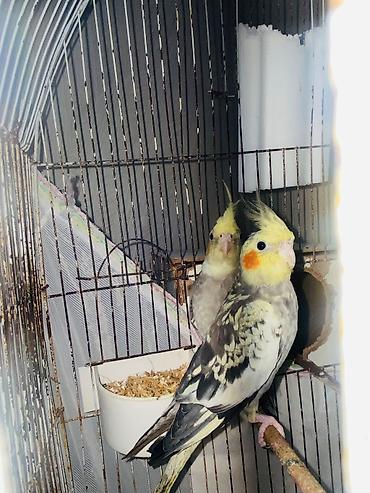 quş: Nimfa (cockatiel) cütü – daraqlı, yanaqları narıncı ləkəli, boz-ağ — 1