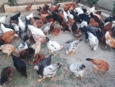 bramo toyuqlari: Курица, Для мяса, Самовывоз, Платная доставка, Доставка в районы
