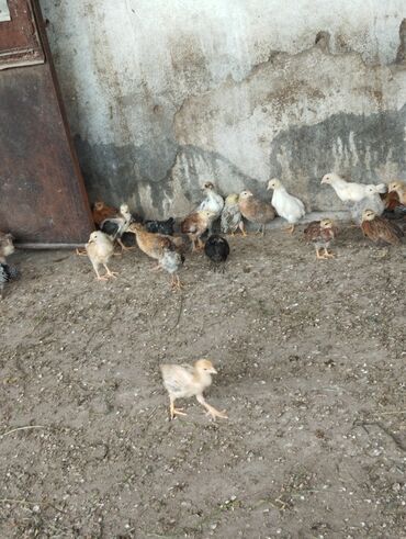 дикие птицы кыргызстана: Продам цыплят, простые.возраст 1месяц.цена за голову 150,оптом немного
