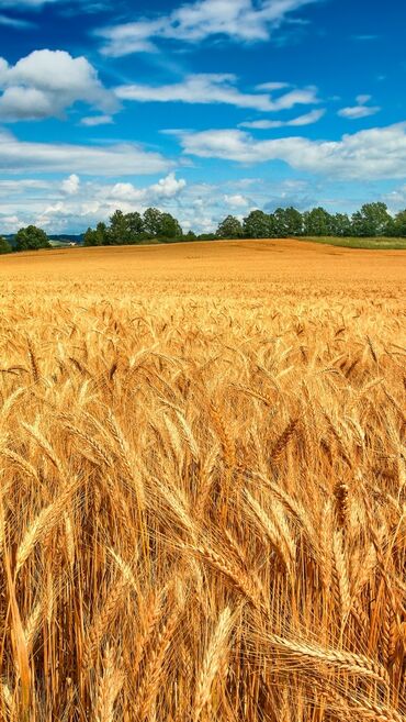 пшеницу с поля: Семена и саженцы