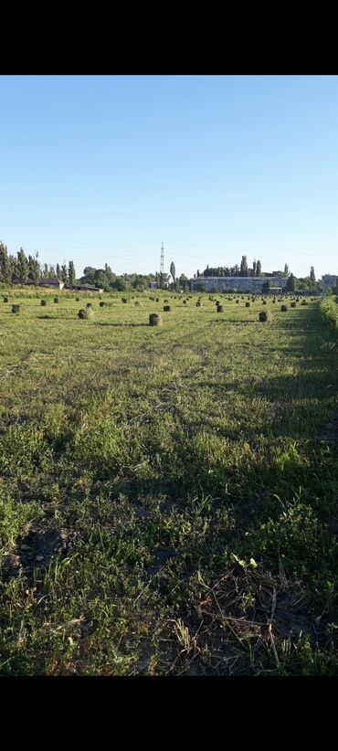 корм собакам: Продаю клевер. Село Молдовановка. клевер чистый, третий покос, третий