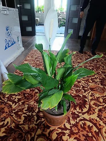 шефлер: Комнатные растения в горшках: 1) Сансевиерия (Sansevieria — 8