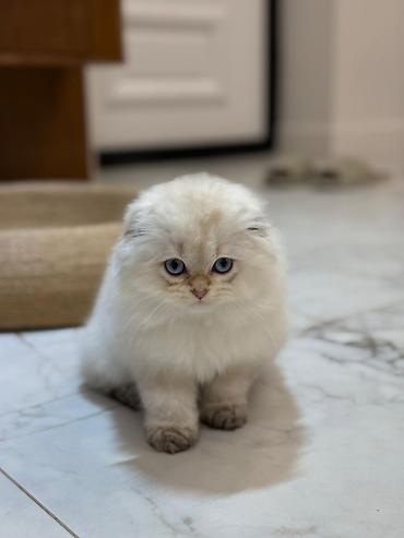 купить кошку манчкин: Скотиш Фолд (Шотландская вислоухая), 9 месяцев, Мальчик, Приучена к лотку — 6