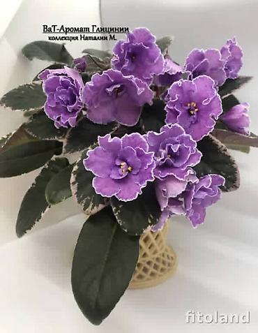 Π€ΠΈΠ°Π»ΠΊΠΈ ΠΈ Π³Π»ΠΎΠΊΡΠΈΠ½ΠΈΠΈ: π±πΊπ± ΠΡΠΎΠ΄Π°Ρ ΡΠΎΡΡΠΎΠ²ΡΠ΅ ΠΠΠ’ΠΠ ΡΡΠ°Π½Π΄Π°ΡΡΠ½ΡΡ
, ΡΡΠ΅ΠΉΠ»Π΅ΡΠ½ΡΡ
ΠΌΠΈΠ½ΠΈ ΠΈ ΠΏΠΎΠ»ΡΠΌΠΈΠ½ΠΈ at lalafo.kg β 33 Π€ΠΈΠ°Π»ΠΊΠΈ ΠΈ Π³Π»ΠΎΠΊΡΠΈΠ½ΠΈΠΈ: π±πΊπ± ΠΡΠΎΠ΄Π°Ρ ΡΠΎΡΡΠΎΠ²ΡΠ΅ ΠΠΠ’ΠΠ ΡΡΠ°Π½Π΄Π°ΡΡΠ½ΡΡ
, ΡΡΠ΅ΠΉΠ»Π΅ΡΠ½ΡΡ
ΠΌΠΈΠ½ΠΈ ΠΈ ΠΏΠΎΠ»ΡΠΌΠΈΠ½ΠΈ β 33