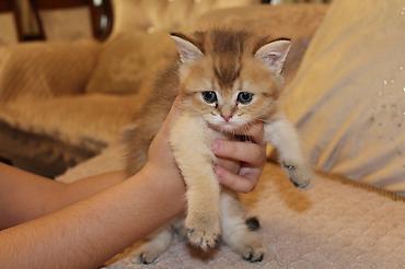 Pişiklər: Qızıl şinşilla, Erkək — 7