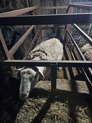 Баран, овца: Продаю | Баран (самец) | Для разведения | Осеменитель — 10