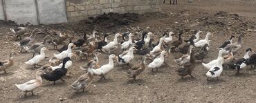 cuceye verilen adlar: Salam sağlam ördəylərdi qiymətdə razılaşarığ çox xayiş edirəm real