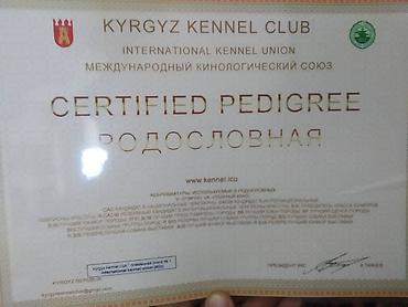 Продажа собак: Алабай, 3 месяца, Самец, С прививкой — 19