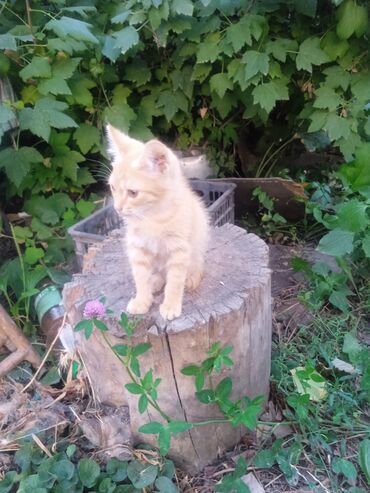 британский черный кот: 3 айлык, Эркек