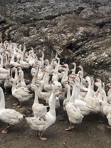 malyar isləri qiymetleri: Salam satlıq təbi kənt qazlardı real alcılar əlaqə saxlasın kiloynan — 9