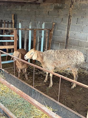 Баран, овца: Продаю | Овца (самка) | Арашан | Для разведения | Матка — 6