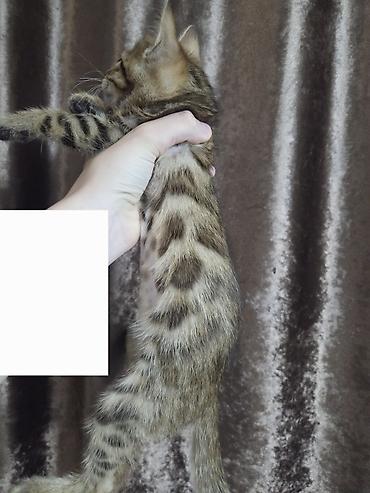 кандек собака: Бенгальская котёнок-девочка. - Полностью здорова, осмотрена — 5