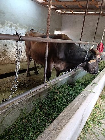 Коровы, быки: Продаю | Корова (самка) | Швицкая | Для молока | Стельные at lalafo.kg — 23 Коровы, быки: Продаю | Корова (самка) | Швицкая | Для молока | Стельные — 23