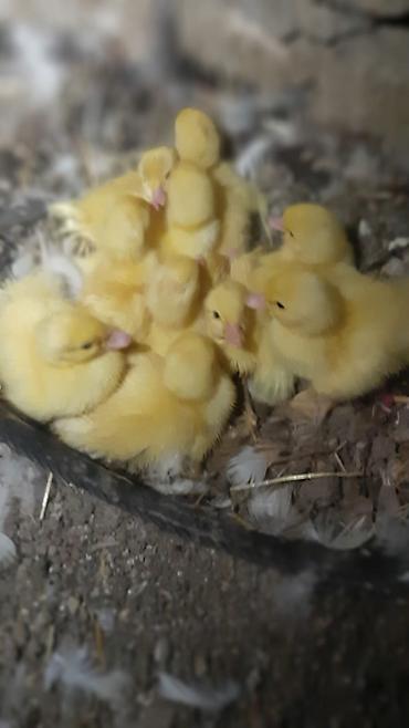 lalafo ev heyvanlari: Satılır: ördək balaları Təsvir: - Şəkillərdəki sarı tüklü, çəhrayı — 3