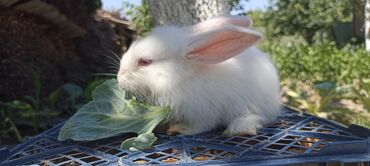 кролики белый великан: Продаю | Крольчата