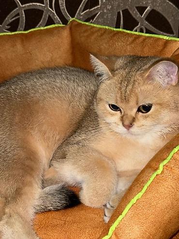 голден шиншилла: Золотая шиншилла, Самка — 3