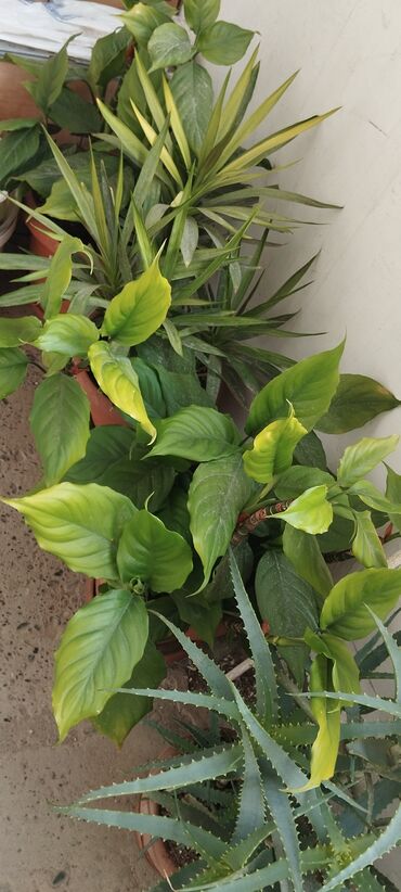 Otaq bitkiləri: Qadın xöşbəxtliyi gülü, torpağı münbit torpaqdır,gül sağlamdır,ev və — 7